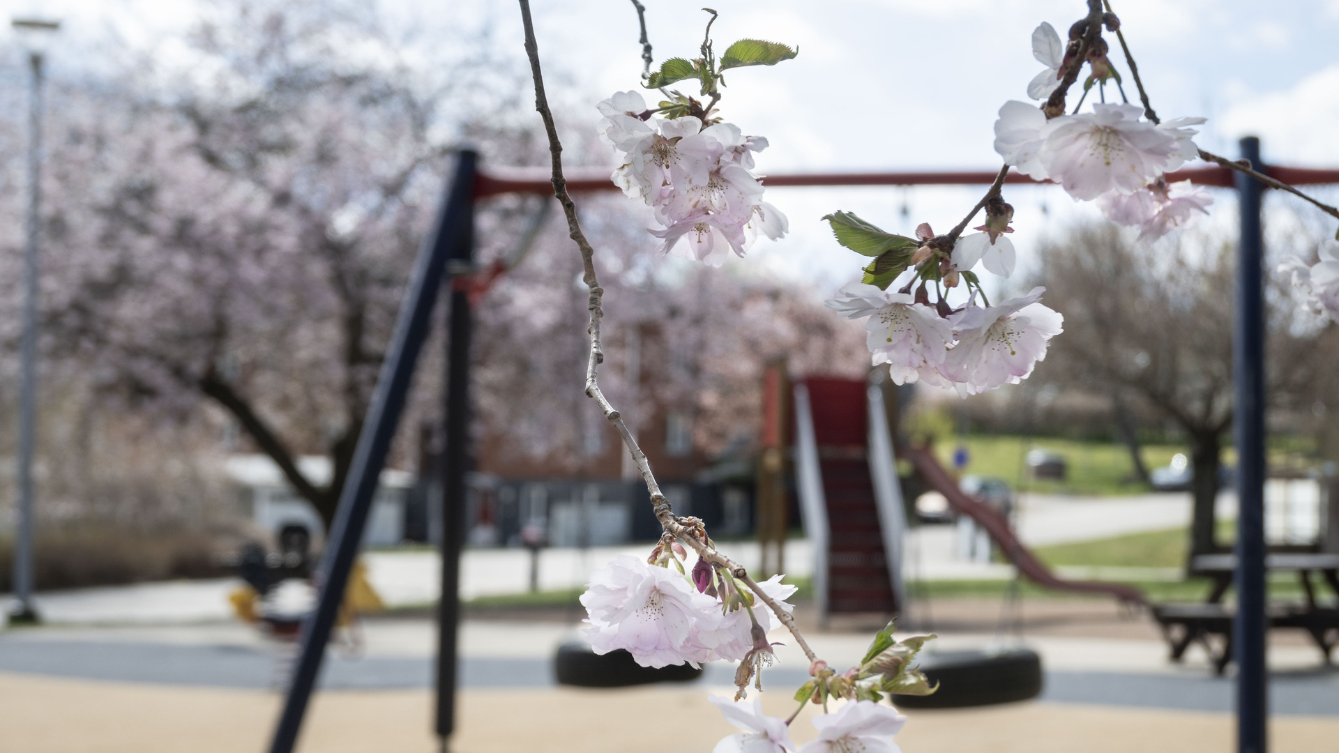 Körsbärsblommor vid lekpark och park i centrala Rörvik.