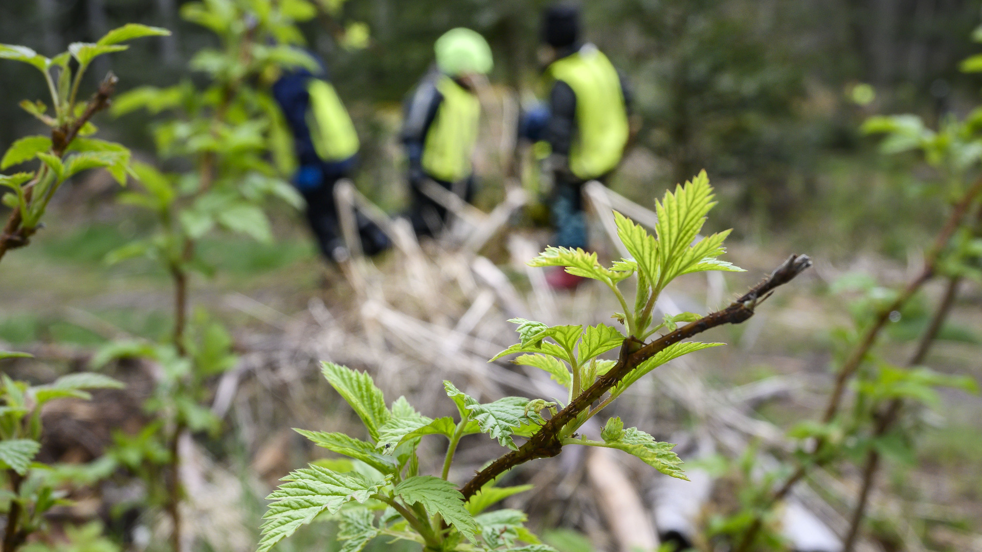 Naturförskolan, avdelning Skogsmusen lagar mat i Sanatorieparken.