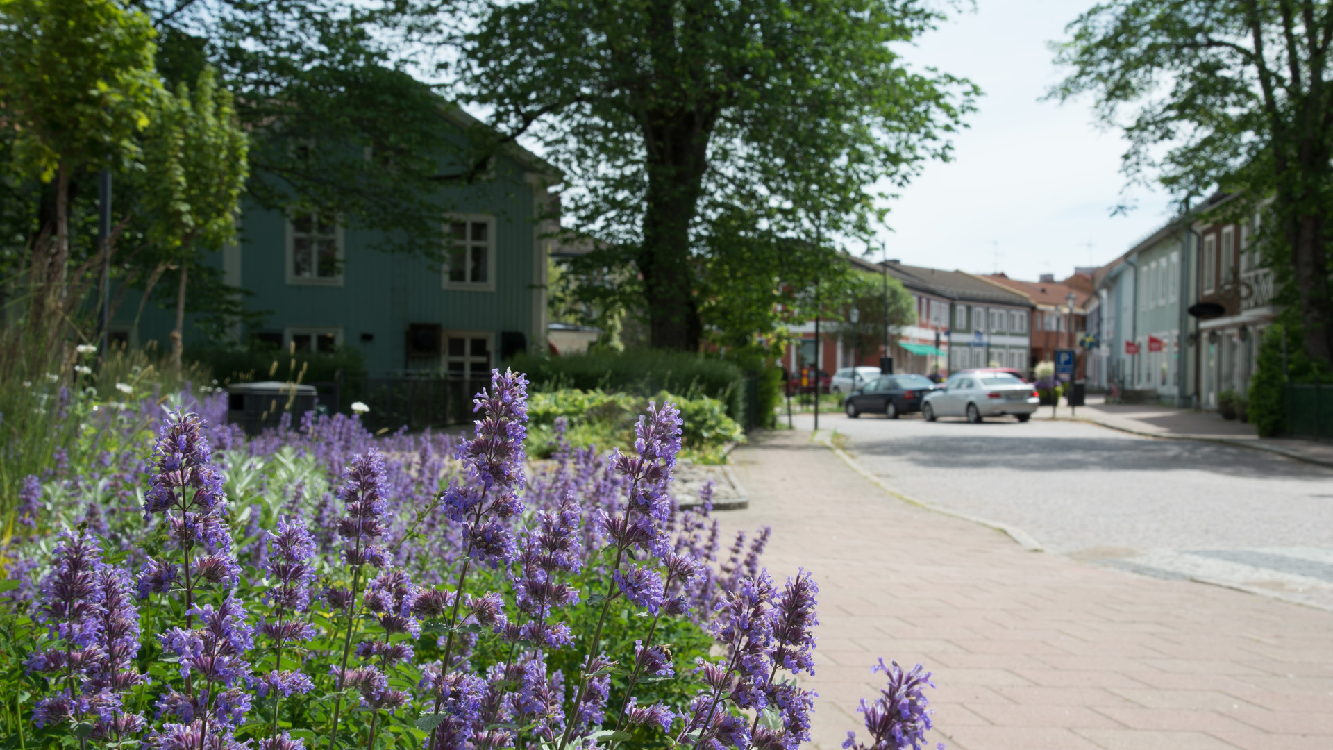 Lila blommor i förgrunden, stad med trähus