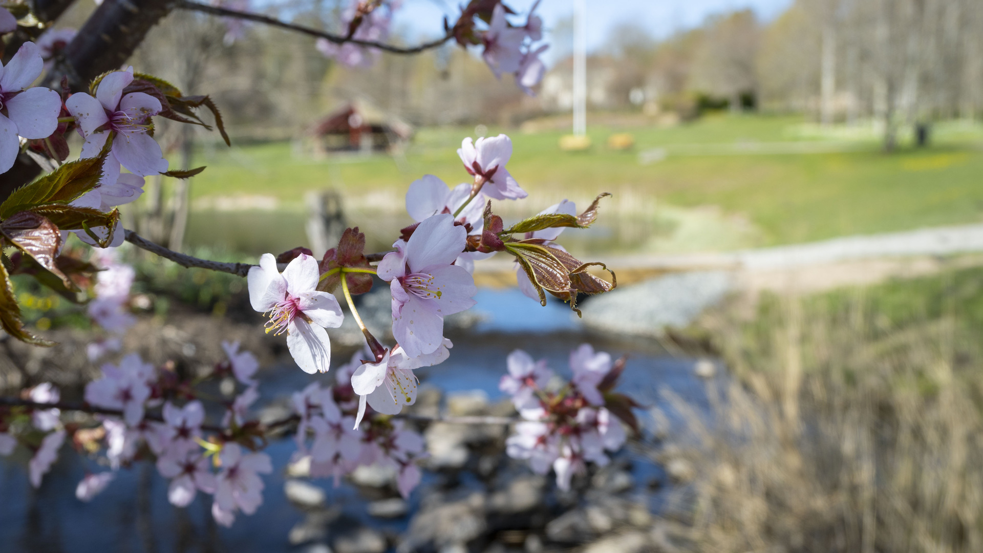 Körsbärsblom i Perennparken