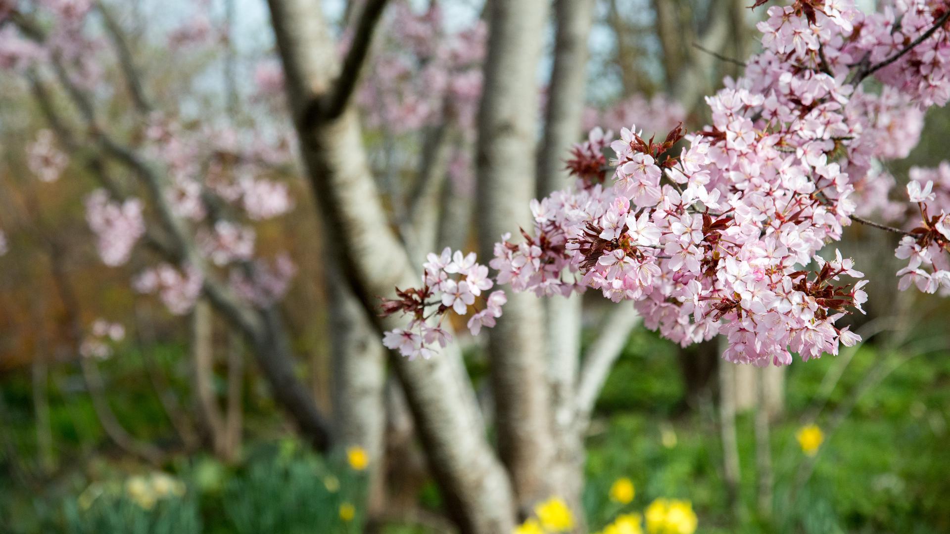 Vårblommor
