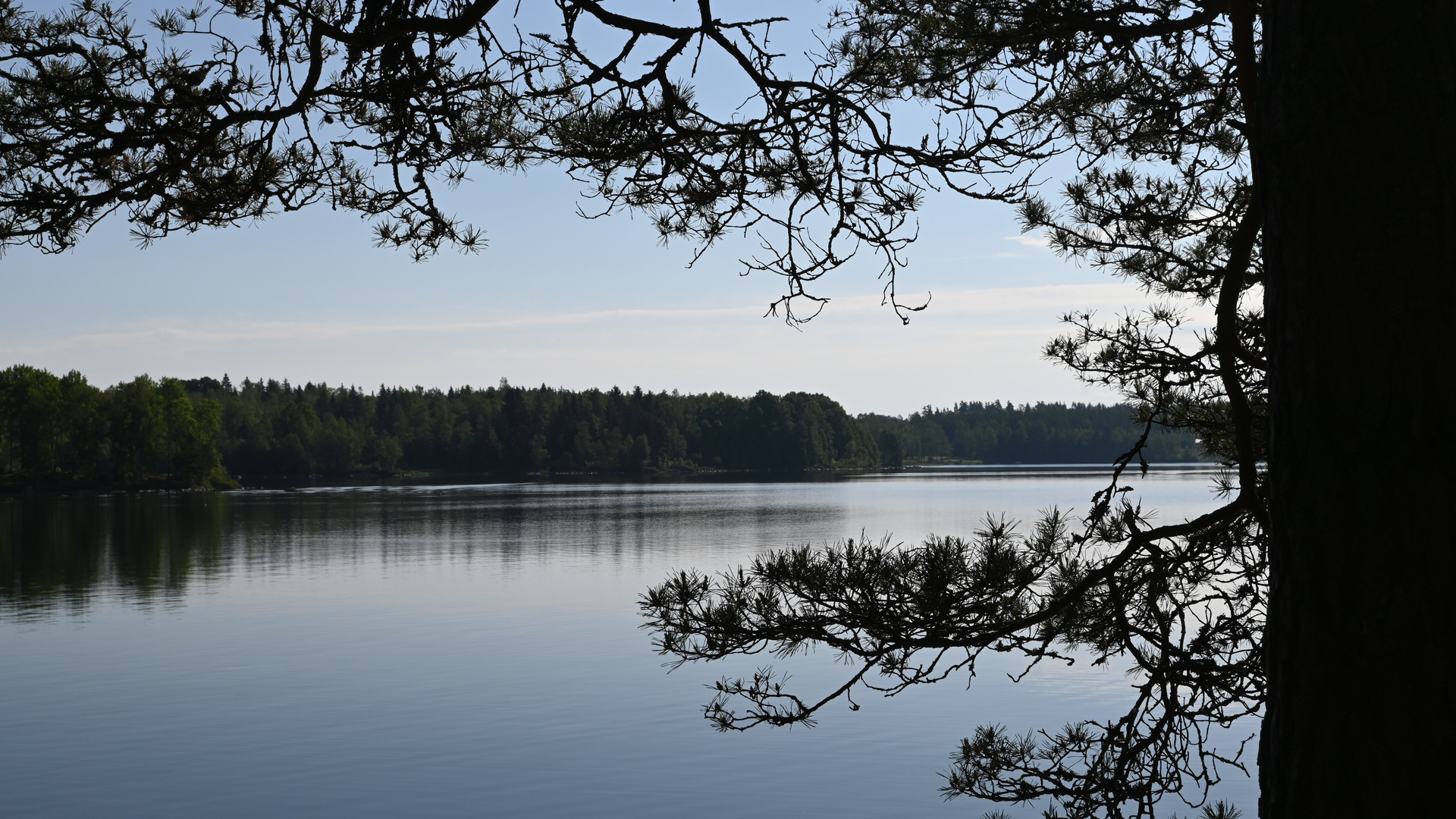 Vacker sjö i barrskog