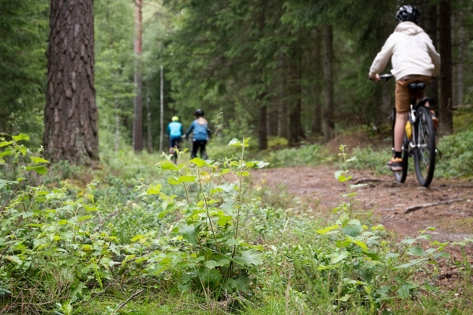 Familj cyklar i skogen